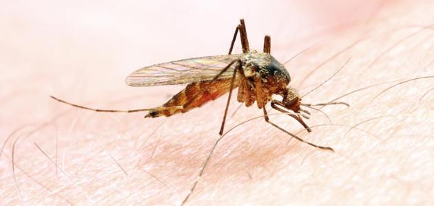 اسباب واعراض الاصابة بمرض الملاريا وطرق علاجه