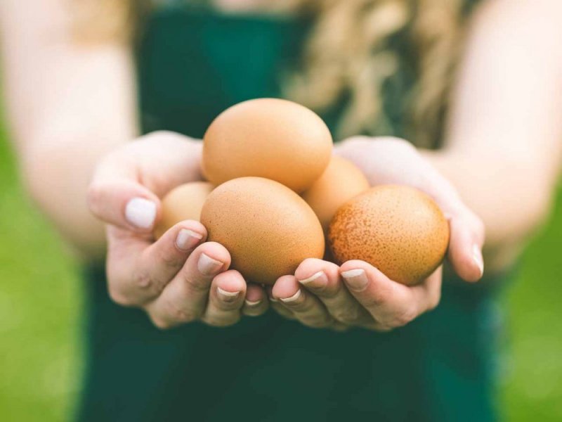 البيض المسلوق لانقاص الوزن