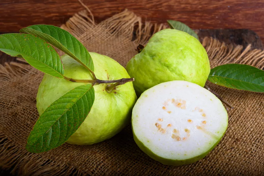 ورق الجوافة لعلاج الكحة ولعلاج أمراض أخرى