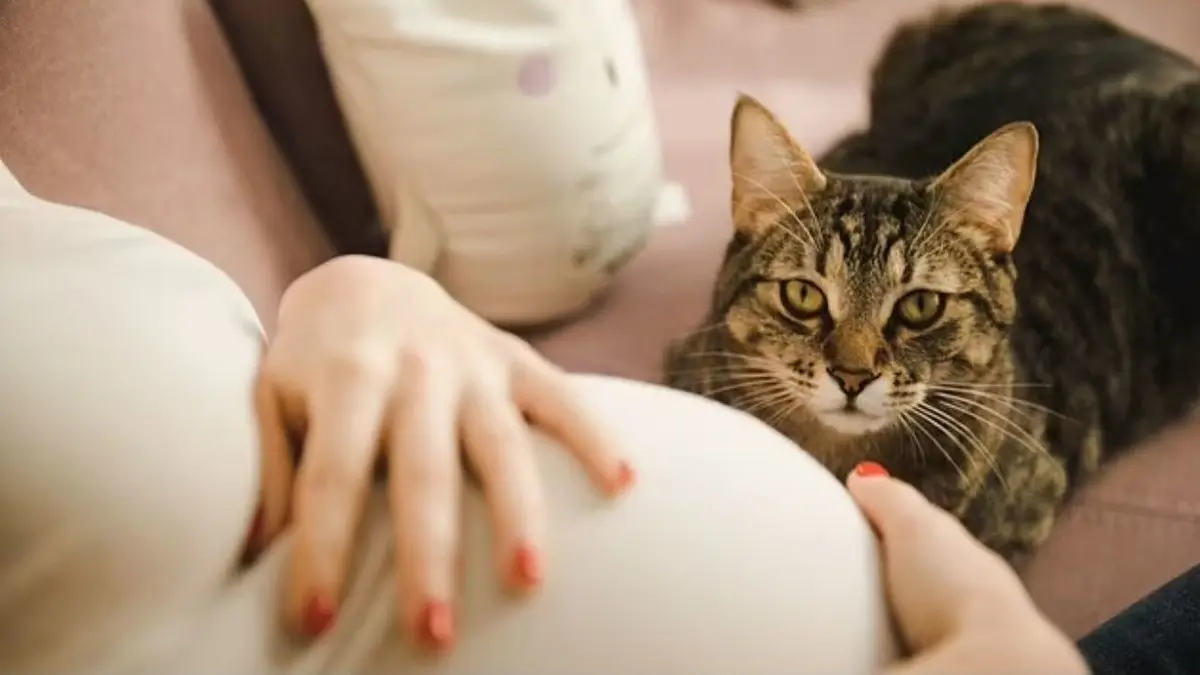 القطط ليست صديقتك أثناء الحمل