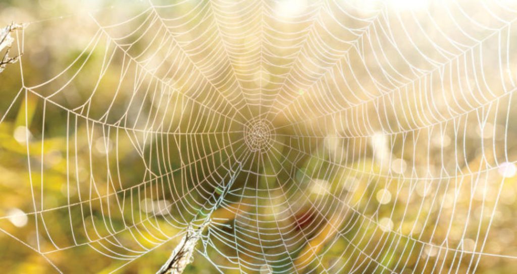 شبكة حرير العنكبوت