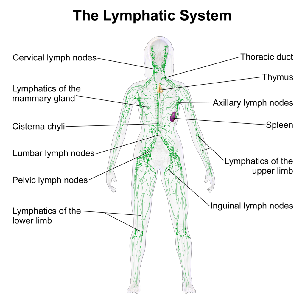 نظام الغدد اليمفاوية Lymph nodes