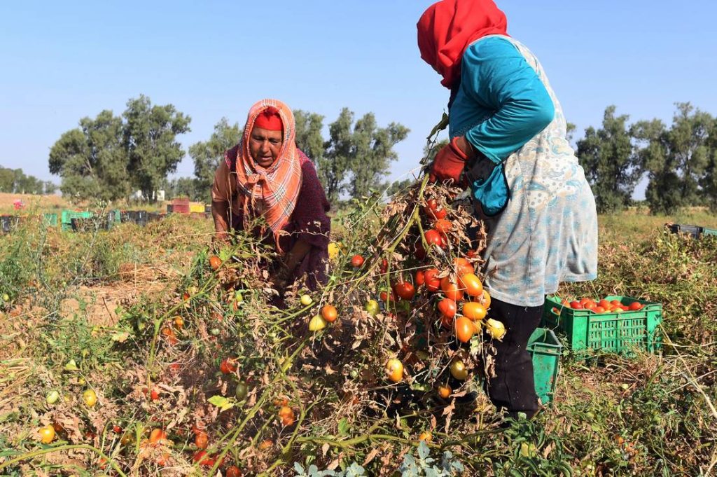 النساء العاملات في الفلاحة والزراعة