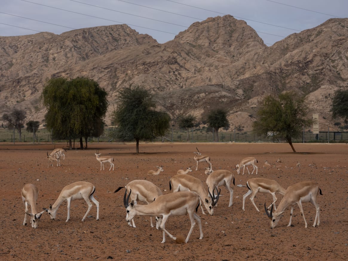 منتزه مليحة الوطني