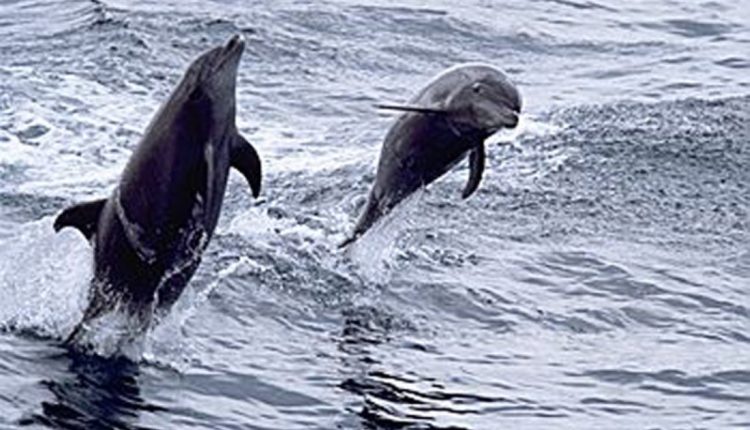 مع اقتراب عطلة اليوم الوطني الإماراتي، تتألق سلطنة عُمان كوجهة مثالية لقضاء عطلة نهاية أسبوع طويلة تجمع بين المغامرة والاسترخاء. ففي هذا الموسم، تنبض الطبيعة بالحياة وتتكامل مشاهد الجبال والوديان والسواحل لتقدّم للزوار تجربة فريدة توازن بين الهدوء والاكتشاف في آنٍ واحد. وبفضل أجوائها المعتدلة وموقعها القريب، تبقى سلطنة عمان الخيار المفضل للراغبين في الابتعاد عن صخب المدن وخوض مغامرات مفعمة بالجمال والسكينة. المغامرات الطبيعية بين البحر والجبل من أعماق البحر إلى قمم الجبال، تمنح سلطنة عُمان زوارها باقة واسعة من التجارب في الهواء الطلق. في مسندم، يمكن للزوار الإبحار بين المضائق الفيروزية ومشاهدة الدلافين وهي ترافق القوارب في مشهد يخطف الأنفاس، أو تجربة الانزلاق على أطول مسار زبلاين فوق الماء في العالم، لتكون المغامرة هناك مليئة بالإثارة والمناظر البانورامية الخلابة. وفي الجبل الأخضر، يعيش الزائر أجواء الطبيعة العُمانية الأصيلة من خلال رحلات المشي بين القرى القديمة ومسارات وادي بني حبيب، حيث تمتزج مشاهد المدرجات الزراعية برائحة الورد العُماني وأشجار الرمان. سهولة السفر إلى سلطنة عُمان يمنح القرب الجغرافي بين دولة الإمارات العربية المتحدة وسلطنة عُمان الزوار فرصة الوصول بسهولة عبر العديد من المنافذ البرية، مثل منفذ حتا – الوجاجة، ومنفذ هيلي، ومنفذ خطمة ملاحة، بالإضافة إلى المنفذ الشمالي في دبا. ويمكن أيضًا الوصول إلى السلطنة عبر الرحلات الجوية اليومية المباشرة من مختلف الإمارات. ومع اعتدال الطقس في هذا الموسم، تصبح سلطنة عمان خيارًا مناسبًا لعطلة قصيرة تستمتع فيها العائلات والمقيمون بتجارب تجمع بين الطبيعة والمغامرة. كما تساعد إجراءات الدخول الميسّرة على جعل السفر إلى سلطنة عُمان سلسًا وسريعًا، فيما يضيف تنوّع التجارب وهدوء الوجهات وارتفاع مستوى الخدمات قيمة مميزة للرحلة. وتستقبل سلطنة عُمان زوّارها من دولة الإمارات العربية المتحدة دائماً بترحاب يعكس أصالة المكان وعمق الروابط الأخوية بين البلدين. جمال المدن وروح الضيافة العُمانية في مسقط، تلتقي الثقافة بالطبيعة في مشهد مفعم بالحياة. يمكن للزوار التجوّل في سوق مطرح التاريخي الذي يحتفظ بروح الماضي بين أزقته المليئة بالعطور والتوابل والتحف التقليدية، أو التنزّه على كورنيش مطرح المطل على البحر، حيث المقاهي والمطاعم المطلة على الميناء تقدّم تجربة مميزة تجمع بين النكهات المحلية والأجواء الهادئة. أما لمحبي البحر، فتمنح العاصمة فرصة مثالية لممارسة الغوص أو التجديف بين الجبال في خليج عُمان، بينما تظل جزر الديمانيات من أجمل الوجهات لعشاق الحياة البحرية، حيث الشعاب المرجانية النادرة والمياه الصافية التي تفيض بالحياة. عطلة قريبة... وتجارب تبقى في الذاكرة سلطنة عُمان: وجهتك لعطلة لا تُنسى