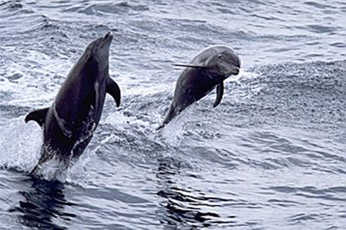 مع اقتراب عطلة اليوم الوطني الإماراتي، تتألق سلطنة عُمان كوجهة مثالية لقضاء عطلة نهاية أسبوع طويلة تجمع بين المغامرة والاسترخاء. ففي هذا الموسم، تنبض الطبيعة بالحياة وتتكامل مشاهد الجبال والوديان والسواحل لتقدّم للزوار تجربة فريدة توازن بين الهدوء والاكتشاف في آنٍ واحد. وبفضل أجوائها المعتدلة وموقعها القريب، تبقى سلطنة عمان الخيار المفضل للراغبين في الابتعاد عن صخب المدن وخوض مغامرات مفعمة بالجمال والسكينة. المغامرات الطبيعية بين البحر والجبل من أعماق البحر إلى قمم الجبال، تمنح سلطنة عُمان زوارها باقة واسعة من التجارب في الهواء الطلق. في مسندم، يمكن للزوار الإبحار بين المضائق الفيروزية ومشاهدة الدلافين وهي ترافق القوارب في مشهد يخطف الأنفاس، أو تجربة الانزلاق على أطول مسار زبلاين فوق الماء في العالم، لتكون المغامرة هناك مليئة بالإثارة والمناظر البانورامية الخلابة. وفي الجبل الأخضر، يعيش الزائر أجواء الطبيعة العُمانية الأصيلة من خلال رحلات المشي بين القرى القديمة ومسارات وادي بني حبيب، حيث تمتزج مشاهد المدرجات الزراعية برائحة الورد العُماني وأشجار الرمان. سهولة السفر إلى سلطنة عُمان يمنح القرب الجغرافي بين دولة الإمارات العربية المتحدة وسلطنة عُمان الزوار فرصة الوصول بسهولة عبر العديد من المنافذ البرية، مثل منفذ حتا – الوجاجة، ومنفذ هيلي، ومنفذ خطمة ملاحة، بالإضافة إلى المنفذ الشمالي في دبا. ويمكن أيضًا الوصول إلى السلطنة عبر الرحلات الجوية اليومية المباشرة من مختلف الإمارات. ومع اعتدال الطقس في هذا الموسم، تصبح سلطنة عمان خيارًا مناسبًا لعطلة قصيرة تستمتع فيها العائلات والمقيمون بتجارب تجمع بين الطبيعة والمغامرة. كما تساعد إجراءات الدخول الميسّرة على جعل السفر إلى سلطنة عُمان سلسًا وسريعًا، فيما يضيف تنوّع التجارب وهدوء الوجهات وارتفاع مستوى الخدمات قيمة مميزة للرحلة. وتستقبل سلطنة عُمان زوّارها من دولة الإمارات العربية المتحدة دائماً بترحاب يعكس أصالة المكان وعمق الروابط الأخوية بين البلدين. جمال المدن وروح الضيافة العُمانية في مسقط، تلتقي الثقافة بالطبيعة في مشهد مفعم بالحياة. يمكن للزوار التجوّل في سوق مطرح التاريخي الذي يحتفظ بروح الماضي بين أزقته المليئة بالعطور والتوابل والتحف التقليدية، أو التنزّه على كورنيش مطرح المطل على البحر، حيث المقاهي والمطاعم المطلة على الميناء تقدّم تجربة مميزة تجمع بين النكهات المحلية والأجواء الهادئة. أما لمحبي البحر، فتمنح العاصمة فرصة مثالية لممارسة الغوص أو التجديف بين الجبال في خليج عُمان، بينما تظل جزر الديمانيات من أجمل الوجهات لعشاق الحياة البحرية، حيث الشعاب المرجانية النادرة والمياه الصافية التي تفيض بالحياة. عطلة قريبة... وتجارب تبقى في الذاكرة سلطنة عُمان: وجهتك لعطلة لا تُنسى